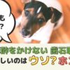 無麻酔歯石取りは犬の体に優しい？高齢でも大丈夫？デメリットはないの？【動物看護師が解説】