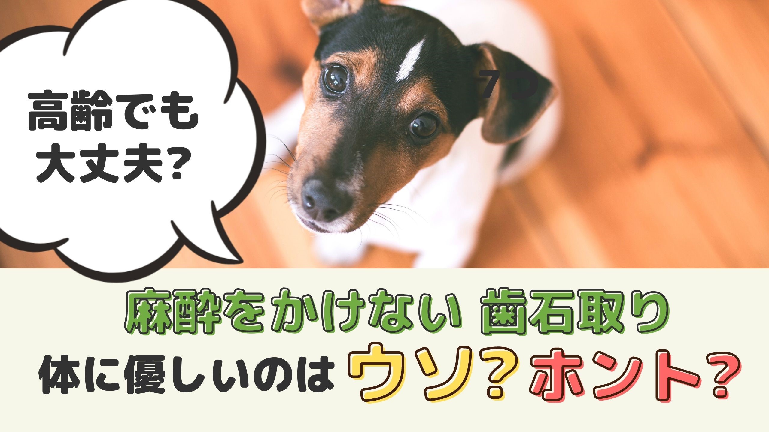 無麻酔歯石取りは犬の体に優しい 高齢でも大丈夫 デメリットはないの 動物看護師が解説 愛犬との旅行ならイヌトミィ