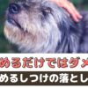 【初心者必見！】愛犬を褒めるだけではダメ？！褒めるしつけの落とし穴【動物看護師が解説】