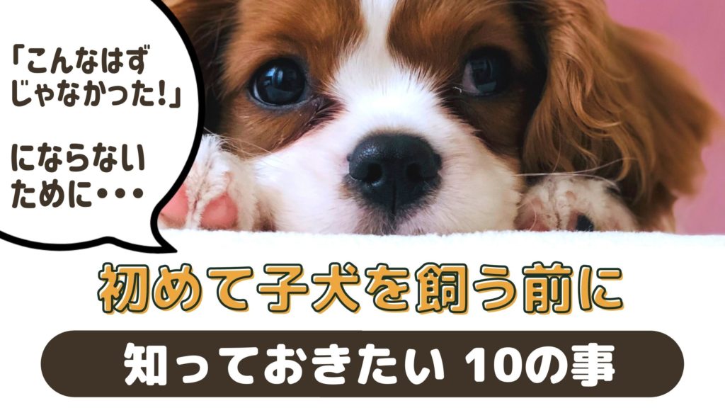 初めて子犬を飼う前に知っておきたい10の大切なこと【動物看護師が解説】