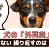 犬に多い外耳炎、治りにくく繰り返してしまう原因は？【動物看護師が解説】