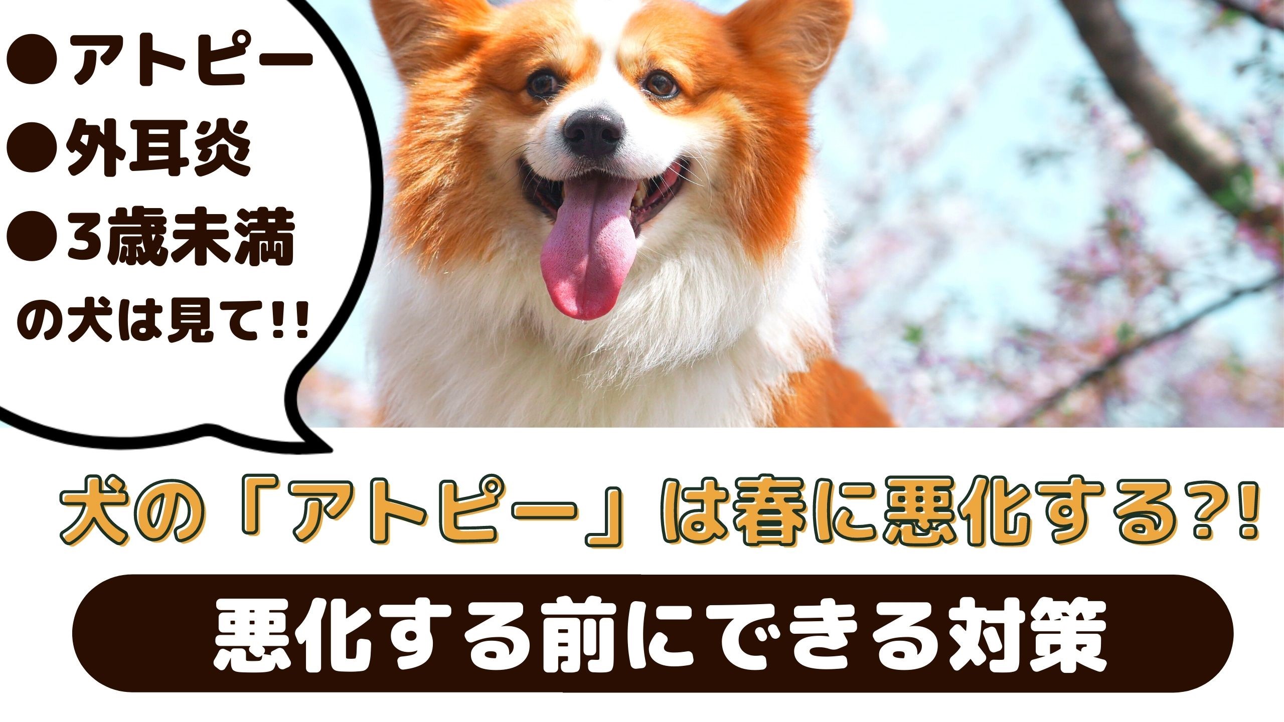 犬のアトピーは春に悪化する 愛犬のために飼い主さんができる対策は 動物看護師が解説 愛犬との旅行ならイヌトミィ