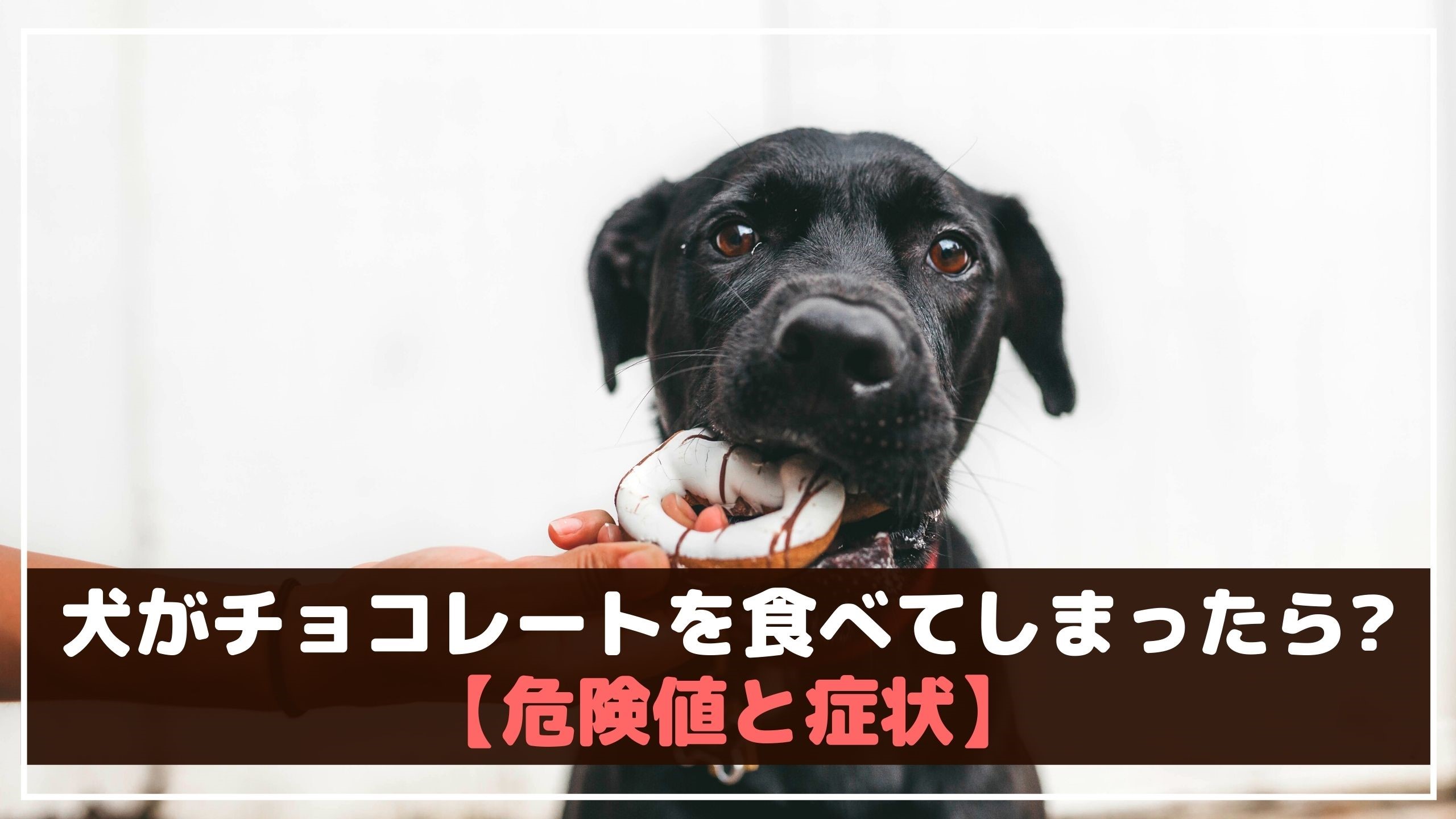 犬のチョコレート中毒は2月が最多 誤飲事故を防ぐためには 動物看護師が解説 愛犬との旅行ならイヌトミィ