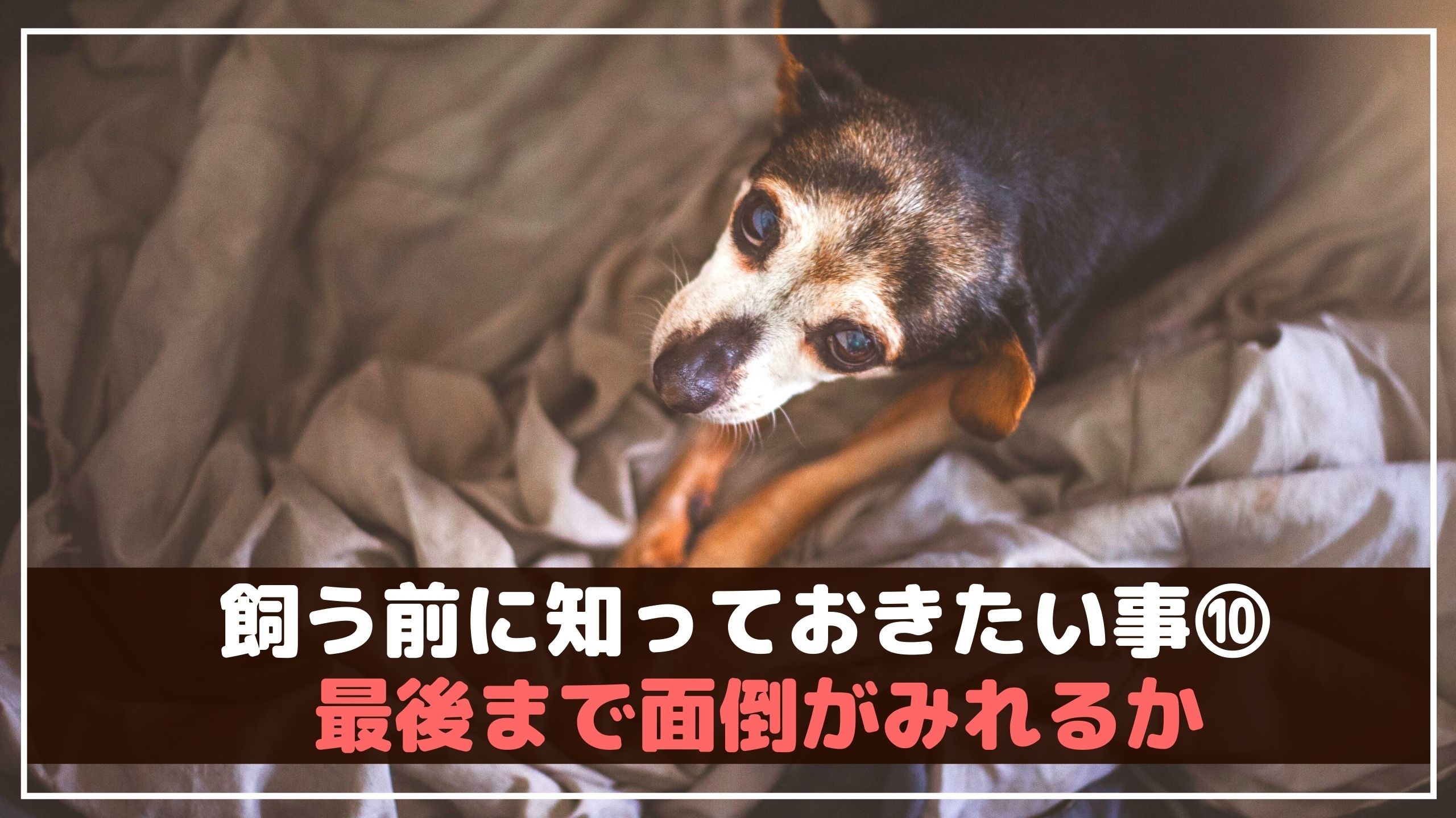 アレルギー 検査 犬を飼う 334913アレルギー 検査 犬を飼う Muryojpvsogqylj