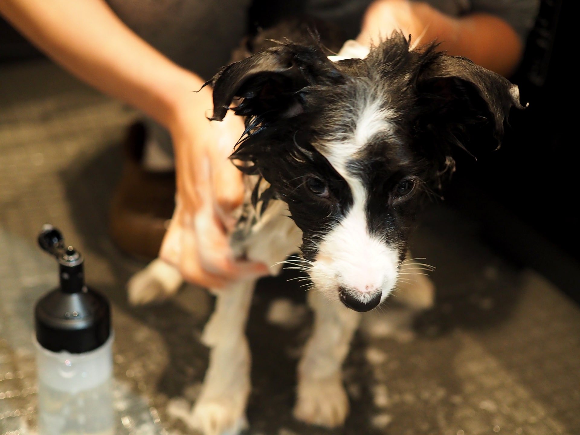 大型犬も自宅でシャンプーしよう 便利グッズと時短アイディアのご紹介 愛犬との旅行ならイヌトミィ