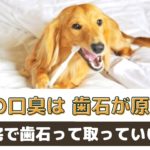 犬の口臭は歯石が原因？歯石取りは自宅でも出来るの？【動物看護師が解説】