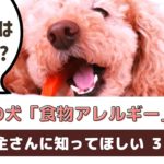 愛犬が食物アレルギーかも？と思ったら！飼い主さんにできること【動物看護師が解説】