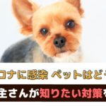 飼い主が新型コロナに感染したらペットはどうする？取れる対策もご紹介【動物看護師が解説】