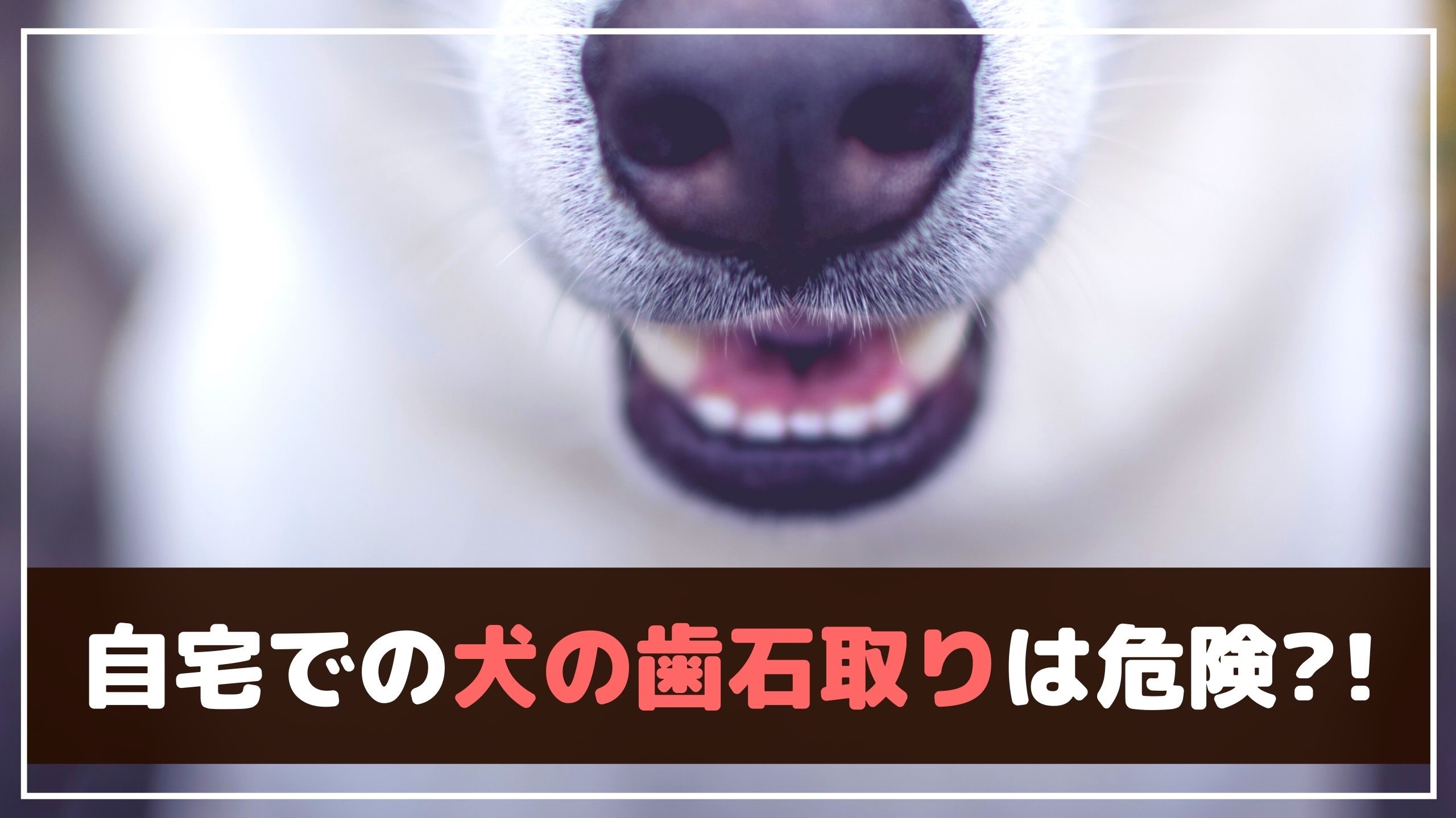 犬の口臭は歯石が原因 歯石取りは自宅でも出来るの 動物看護師が解説 愛犬との旅行ならイヌトミィ