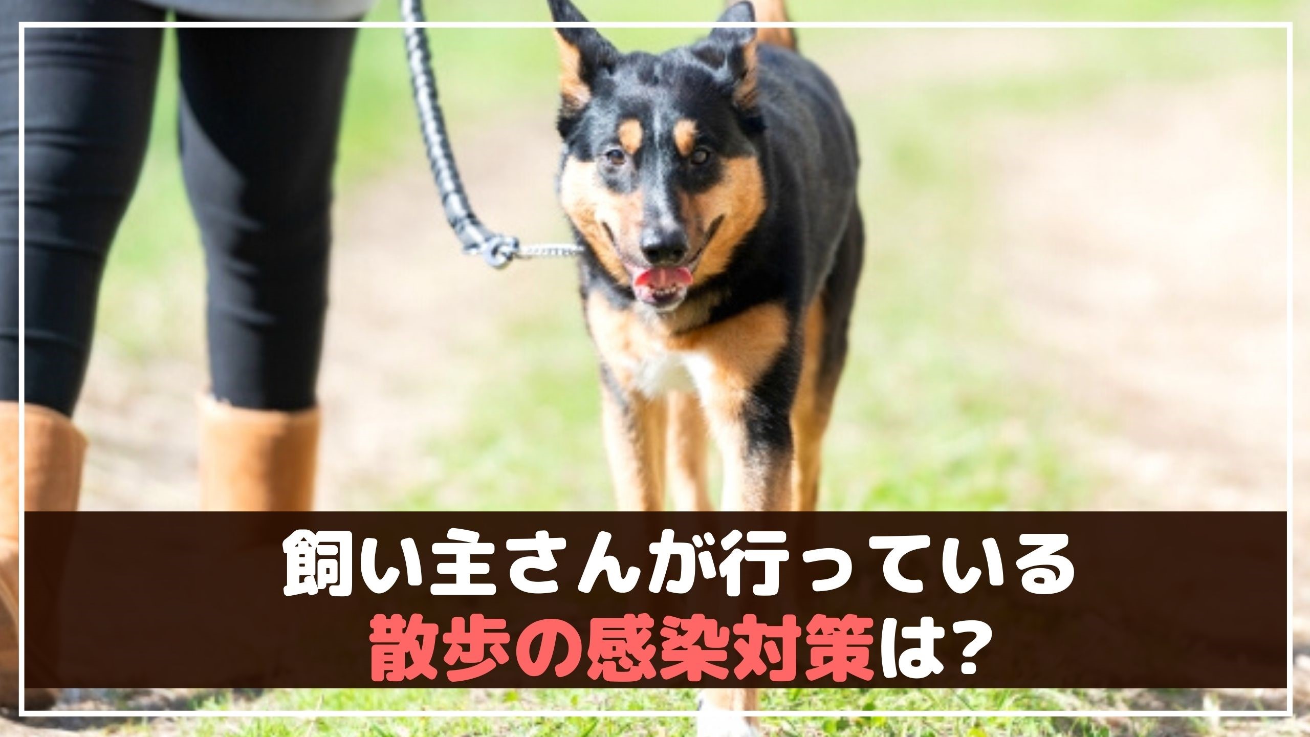 コロナ禍の今 愛犬の散歩で気をつけたいこと 動物看護師が解説 愛犬との旅行ならイヌトミィ