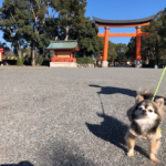 愛犬と一緒に宇佐神宮とその周辺を散策！人気ドッグカフェ情報もお届け＜大分県＞