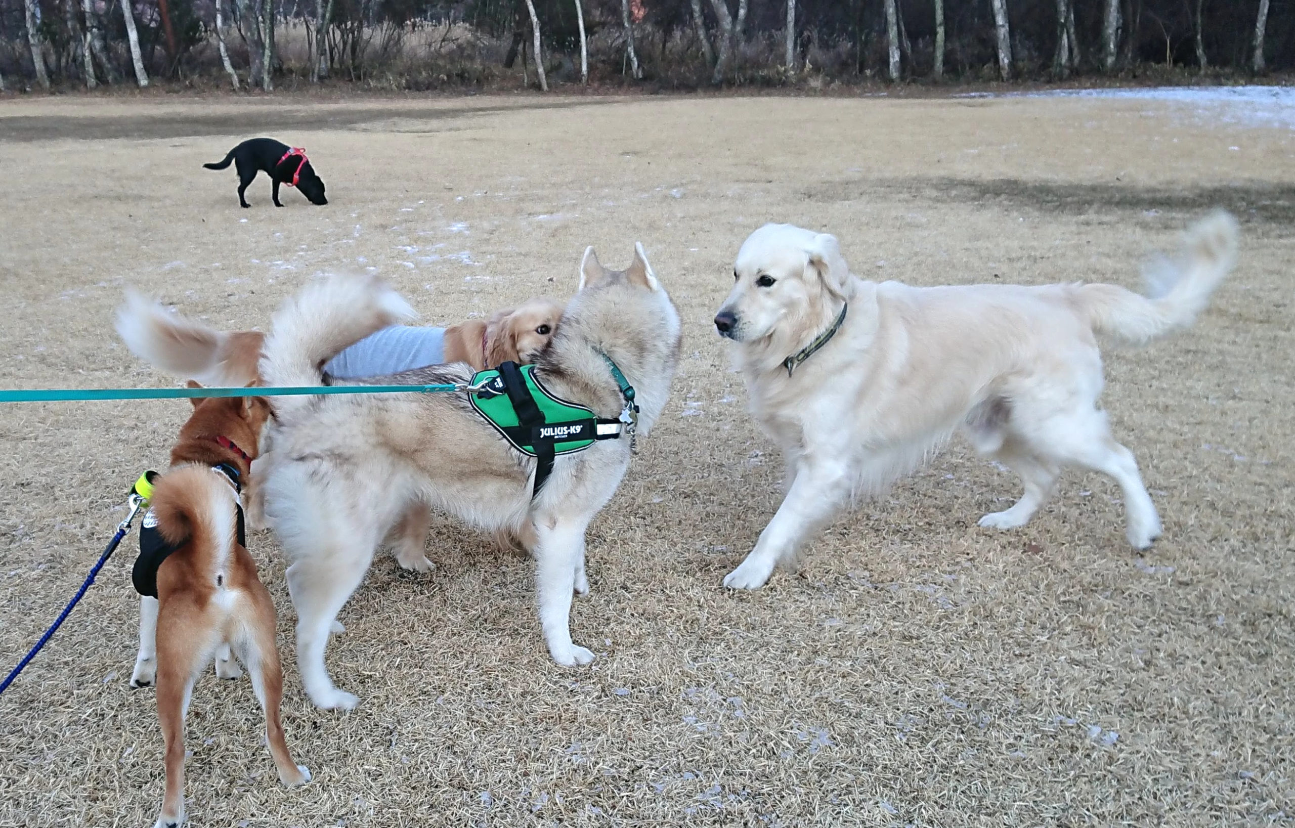 愛犬を守ってあげたい 他のわんちゃんに吠えられた時 どうするのが正解 愛犬との旅行ならイヌトミィ