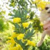 一年中お花が咲き誇る！大神（おおが）ファームで愛犬とお散歩やドッグランで遊ぼう！＜大分県＞