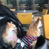 【2021年版】春から夏に行きたい！福岡県の犬同伴OKのレストラン＆ドッグカフェ6選