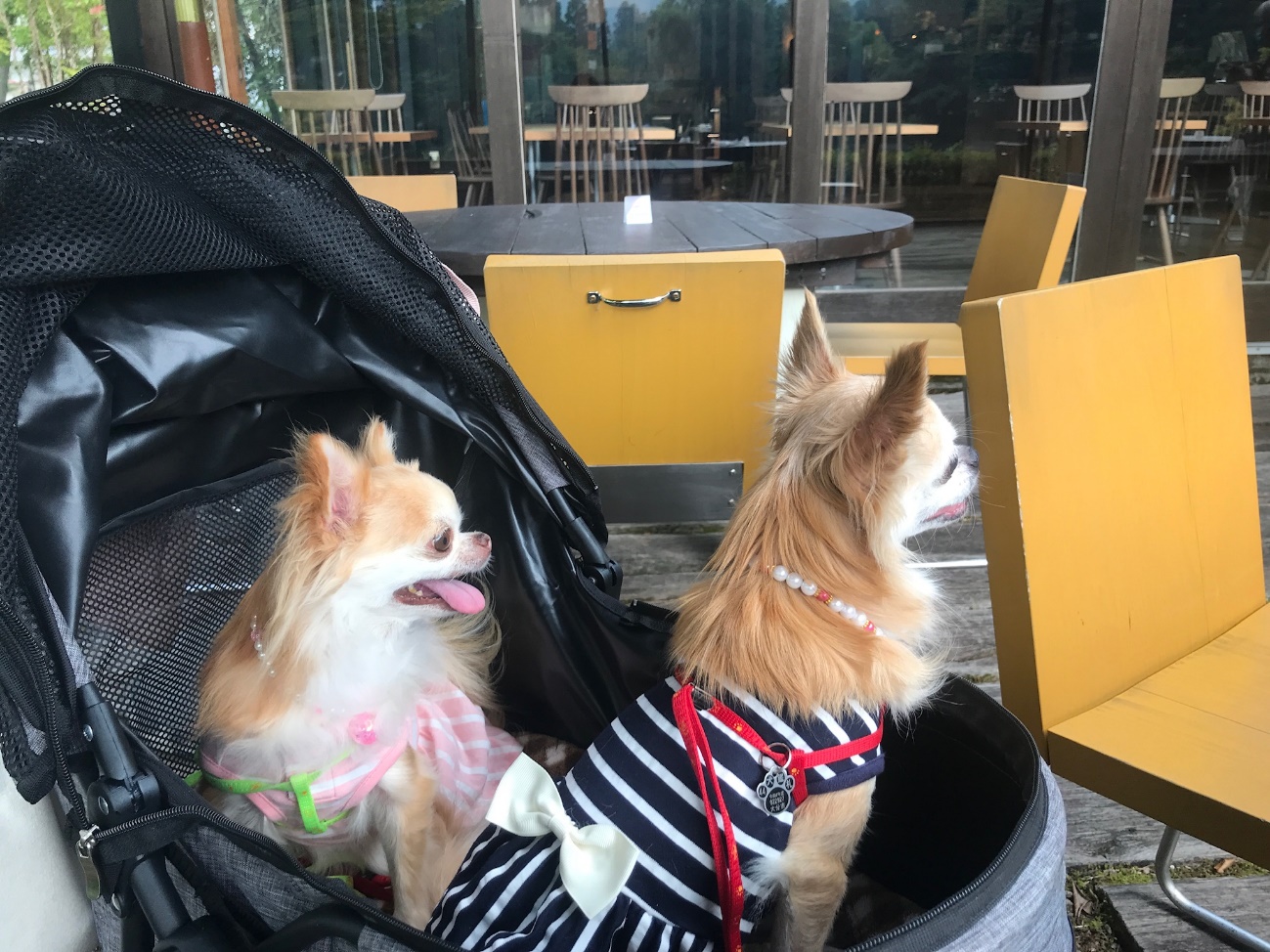 21年版 春から夏に行きたい 福岡県の犬同伴okのレストラン ドッグカフェ6選 愛犬との旅行ならイヌトミィ