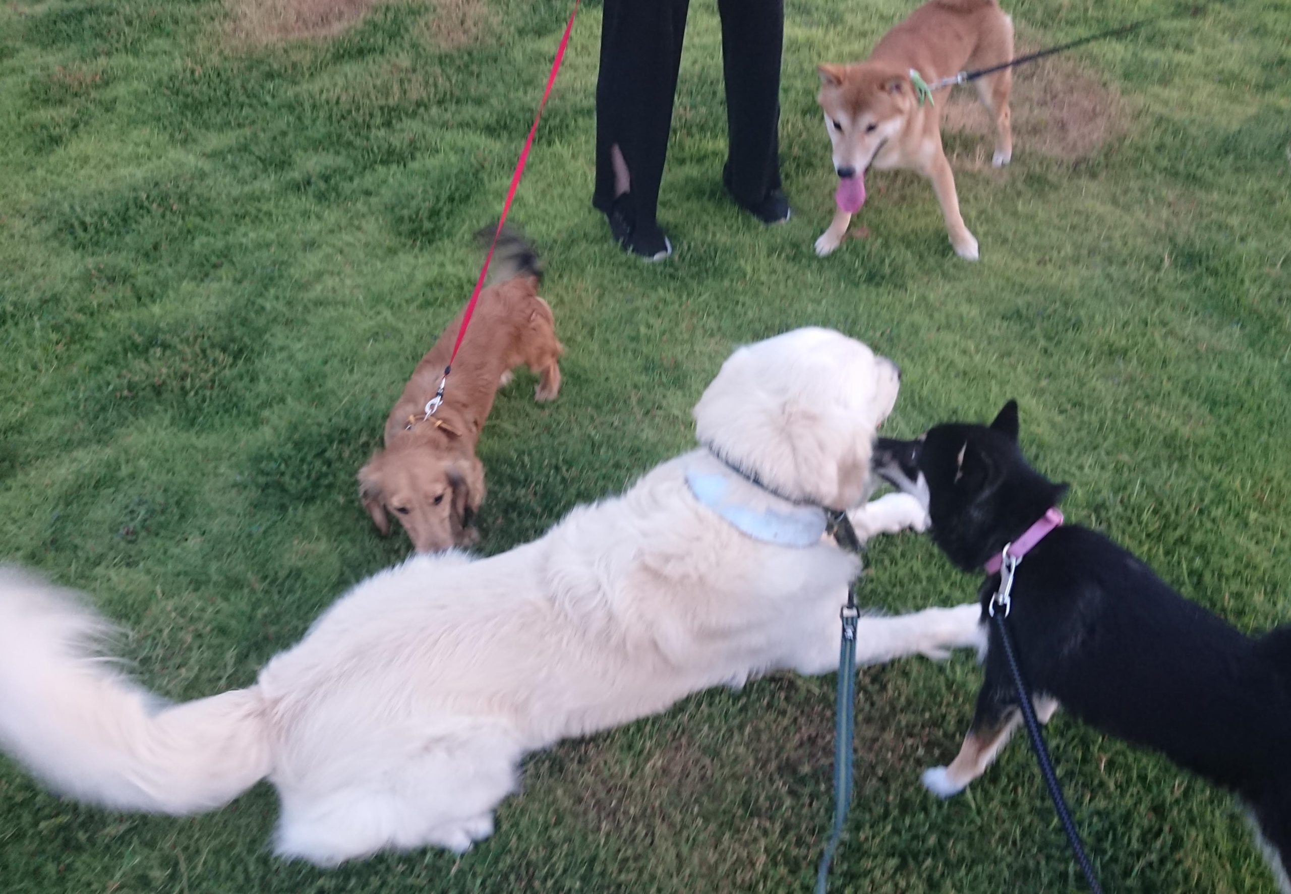 愛犬を守ってあげたい 他のわんちゃんに吠えられた時 どうするのが正解 愛犬との旅行ならイヌトミィ