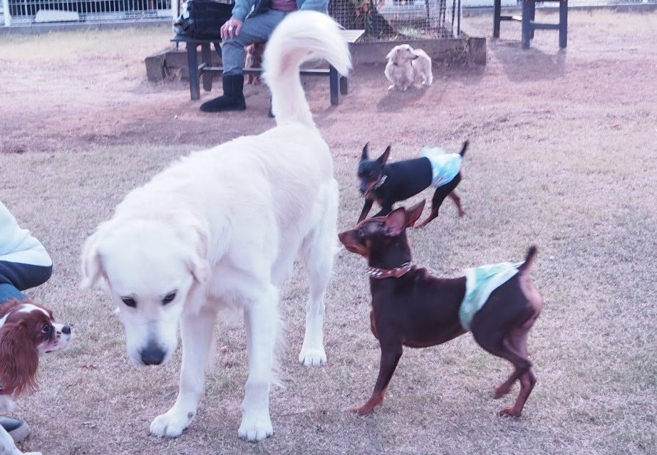 愛犬を守ってあげたい 他のわんちゃんに吠えられた時 どうするのが正解 愛犬との旅行ならイヌトミィ