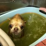 犬用ハーブパックにはどんな効果がある?トリマーがメリットと使用方法を解説!