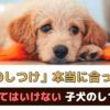 愛犬のしつけ正しくできていますか？やってはいけない子犬のしつけ方【動物看護師が解説】