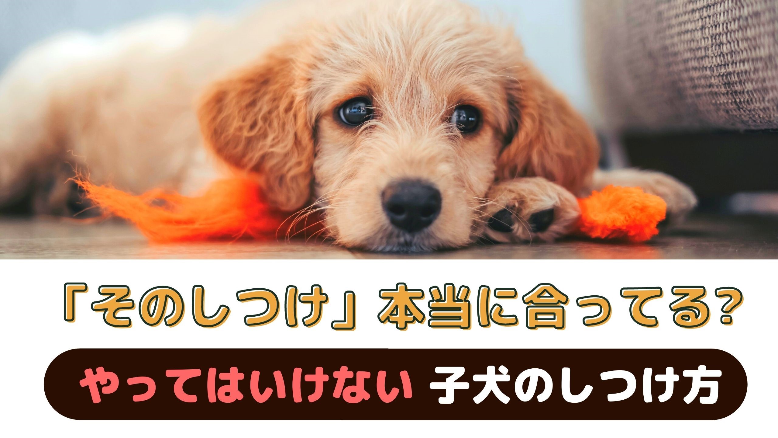 愛犬のしつけ正しくできていますか？やってはいけない子犬のしつけ方【動物看護師が解説】 愛犬との旅行ならイヌトミィ