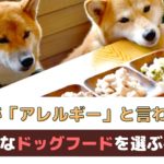 愛犬が食物アレルギーと言われたらどんなドッグフードや食べ物を選ぶべき？【動物看護師が解説】