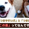 歯石がつきやすい犬とつきにくい犬の違いは？ウェットフードは歯石が付きやすい？【動物看護師が解説】