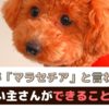 愛犬がマラセチア性皮膚炎に！食事やシャンプーなど飼い主さんにできること【動物看護師が解説】