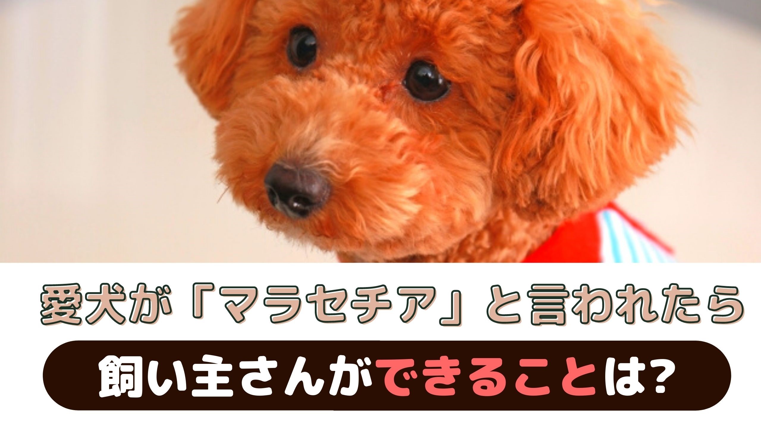 愛犬がマラセチア性皮膚炎に 食事やシャンプーなど飼い主さんにできること 動物看護師が解説 愛犬との旅行ならイヌトミィ