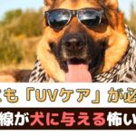 犬にもUVケアが必要！知っておきたい紫外線が犬に与える怖い影響【動物看護師が解説】