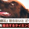 「歯石を取らないとどうなる？」歯石を除去するタイミングは？【動物看護師が解説】