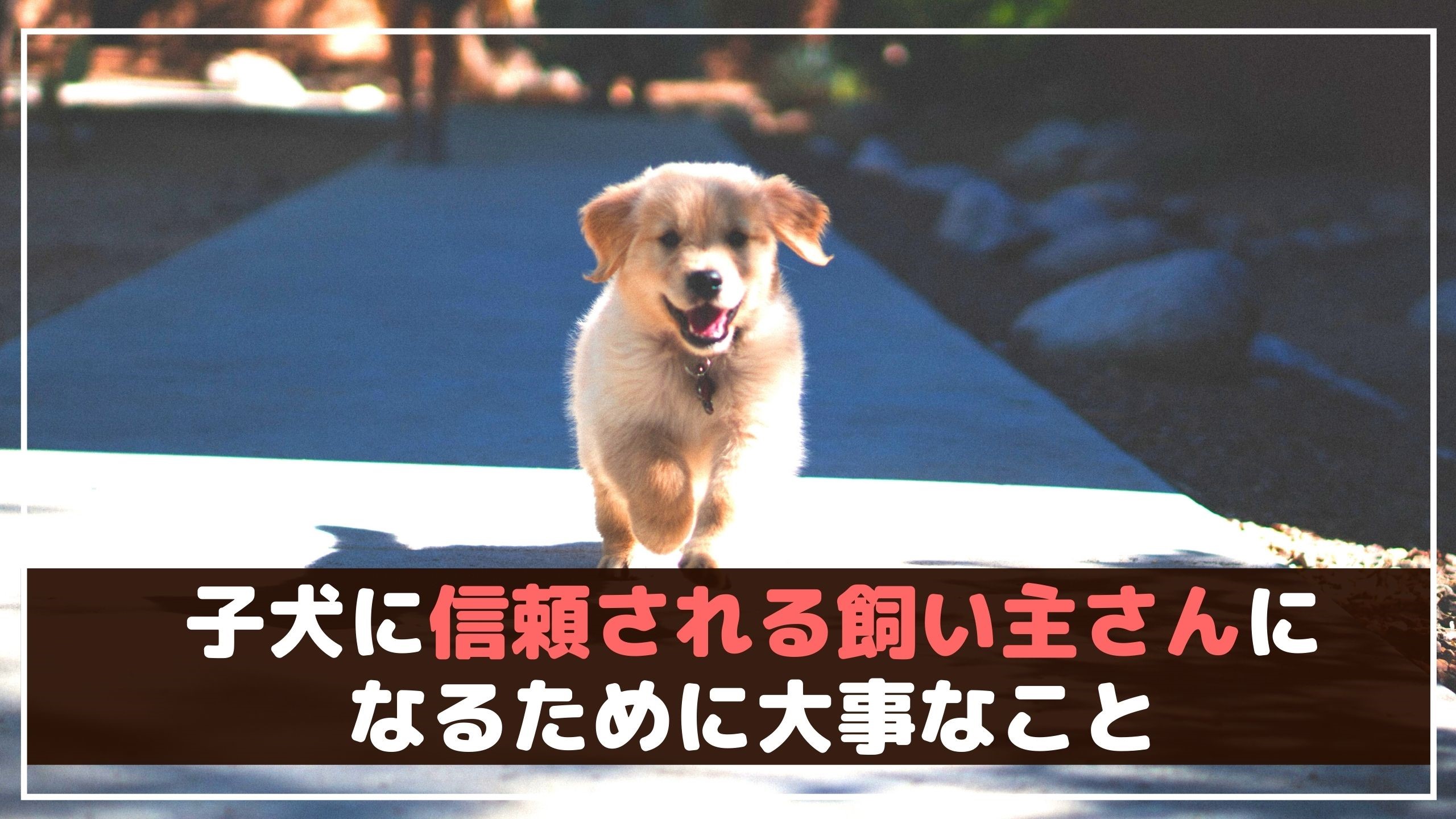 愛犬のしつけ正しくできていますか？やってはいけない子犬のしつけ方【動物看護師が解説】 愛犬との旅行ならイヌトミィ