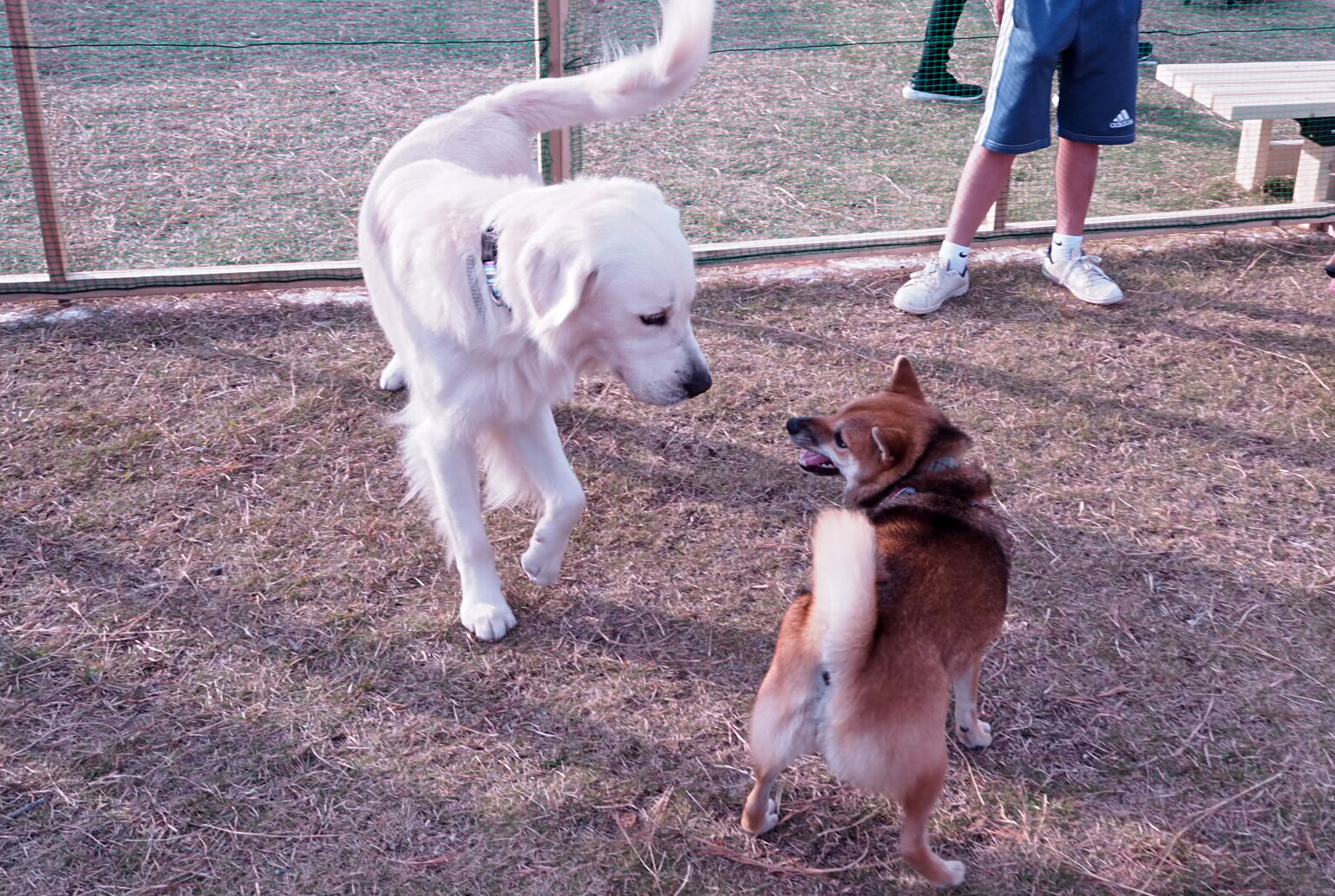 無料ダウンロード 犬 遊びたい 吠える 294982犬 遊びたい 吠える