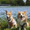 【2021年版】春のおでかけ！愛犬と一緒に行ける全国のネモフィラ畑のある公園8選