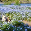 ただいま満開！大分農業文化公園のネモフィラ畑を愛犬とともにレポートします＜大分県＞