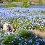 ただいま満開！大分農業文化公園のネモフィラ畑を愛犬とともにレポートします＜大分県＞