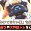 お出かけできない日も楽しく過ごそう！愛犬と室内でできる遊びやトレーニング【動物看護師が解説】