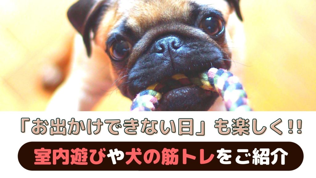 お出かけできない日も楽しく過ごそう!愛犬と室内でできる遊びやトレーニング【動物看護師が解説】