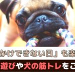 お出かけできない日も楽しく過ごそう！愛犬と室内でできる遊びやトレーニング【動物看護師が解説】