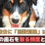 犬の歯石除去に回数制限はあるの？歯石を取る頻度はどれくらい？【動物看護師が解説】