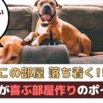 「この部屋落ち着く！」愛犬が快適に過ごせる部屋作りは？【動物看護師が解説】