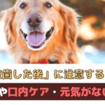 愛犬が抜歯をした後に注意すること！食事や口内ケア・元気がないときについて【動物看護師が解説】