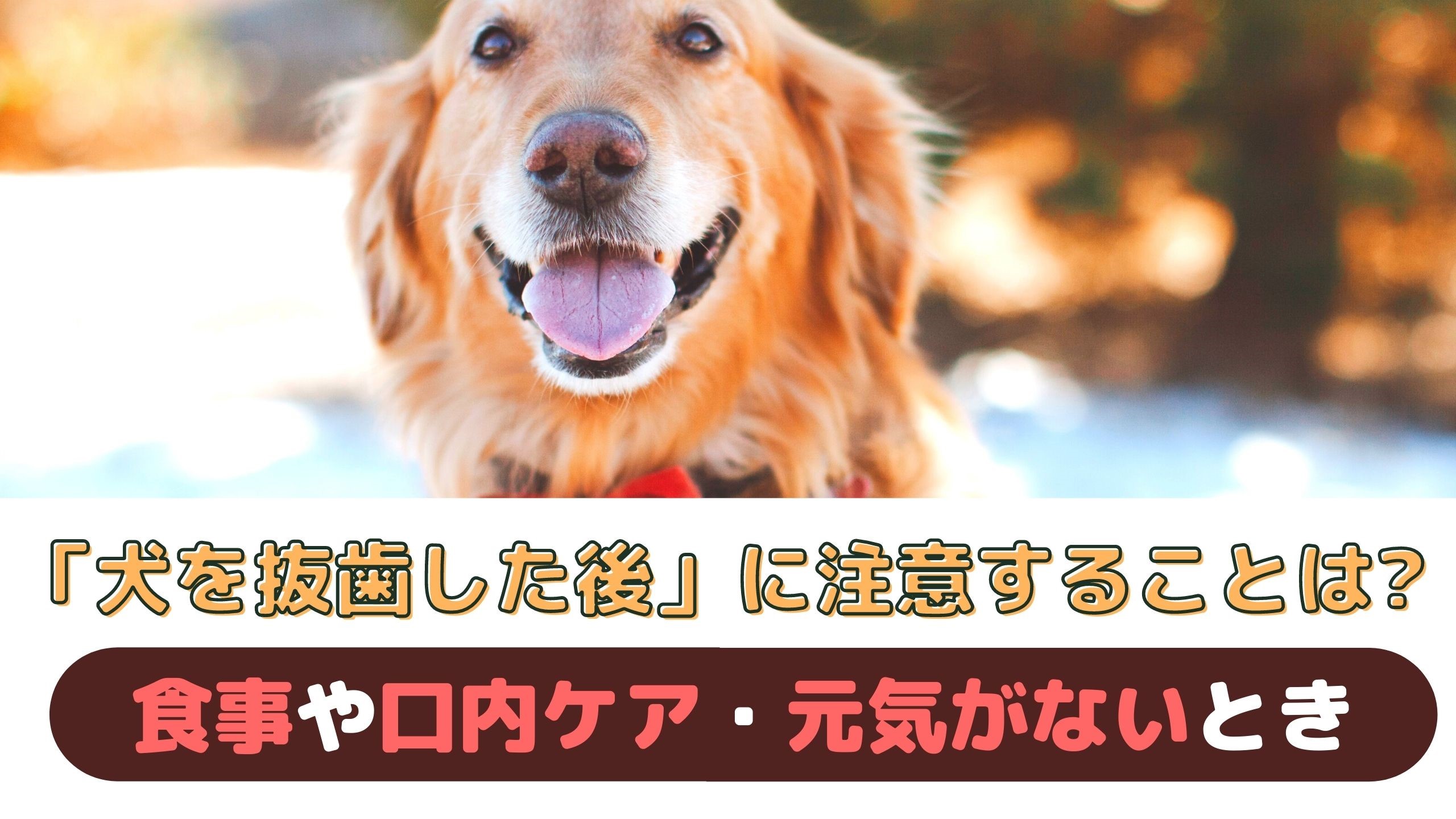 愛犬が抜歯をした後に注意すること 食事や口内ケア 元気がないときについて 動物看護師が解説 愛犬との旅行ならイヌトミィ