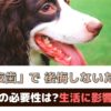 「犬の抜歯で後悔しないために」抜歯の必要性は？生活に影響はあるの？【動物看護師が解説】