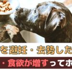 愛犬の避妊・去勢手術後、「太る」「食欲が増える」ってホントなの？【動物看護師が解説】