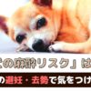 高齢になると麻酔リスクも高まる？老犬の避妊・去勢手術で気をつけること【動物看護師が解説】