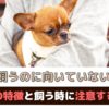 犬を飼うのに向いていない人の７つの特徴～飼う時に注意したいこともご紹介～【動物看護師が解説】