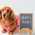 老犬の暮らしをより快適に！飼い主さんにとっても便利な犬用介護グッズをご紹介