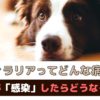 フィラリアってどんな病気？犬が感染したらどうなるの？【動物看護師が解説】