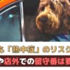 春でも熱中症のリスクあり！車内や外で犬を待たせるのは要注意【動物看護師が解説】