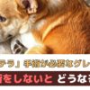 犬のパテラ（膝蓋骨脱臼）はどんな病気？手術が必要なグレードは？【動物看護師が解説】